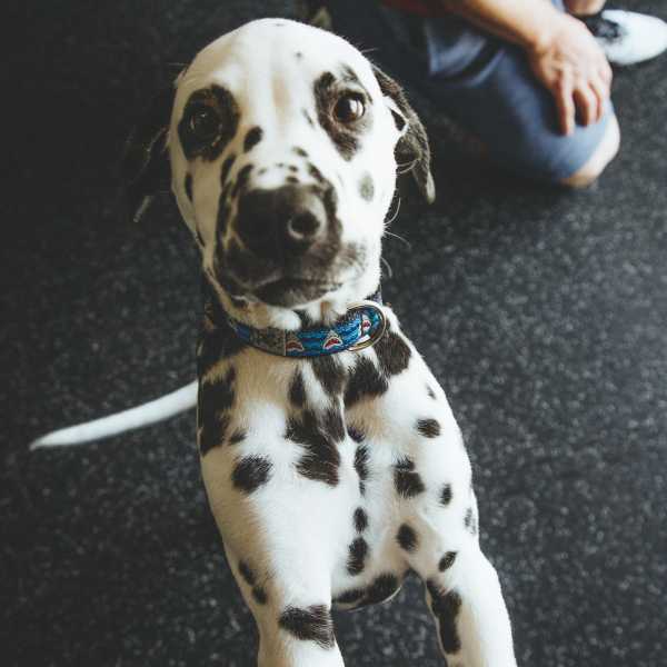 DogTime - Dalmatian Puppies: Cute Pictures And Facts