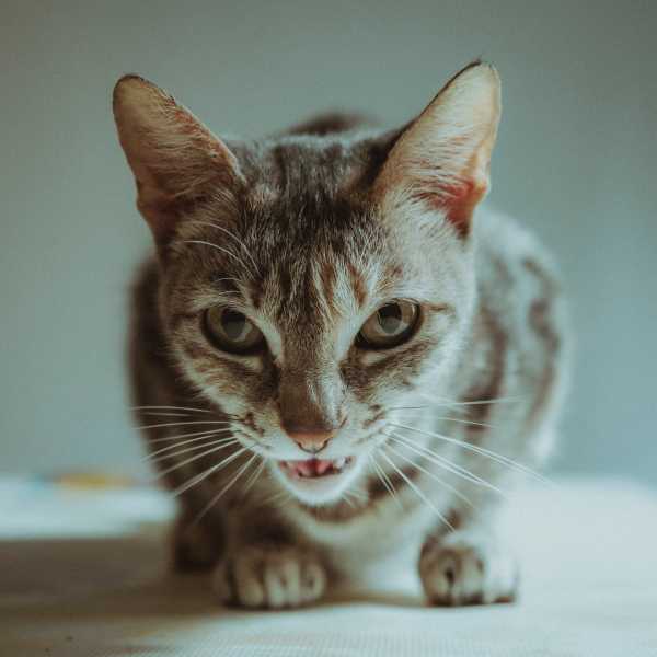 PetsRadar - Cat panting: A vet's guide to causes and treatment