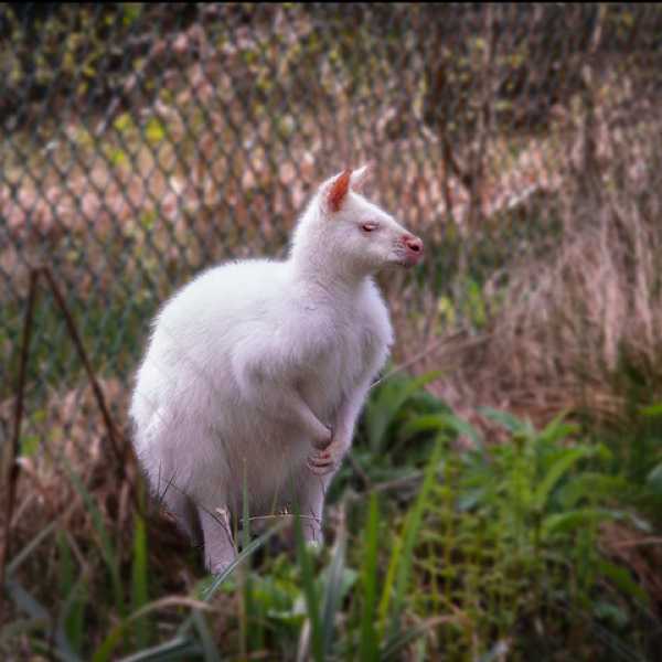Homesitters Ltd Pet of the Month for April 2024 is Wally the Albino Bennett Wallaby.