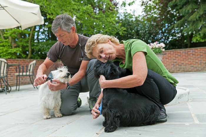 Homesitters Paula and Gavin Rose brishing Scottish Terriers