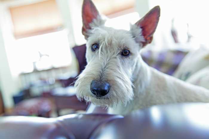 Ella - Scottish Terrier
