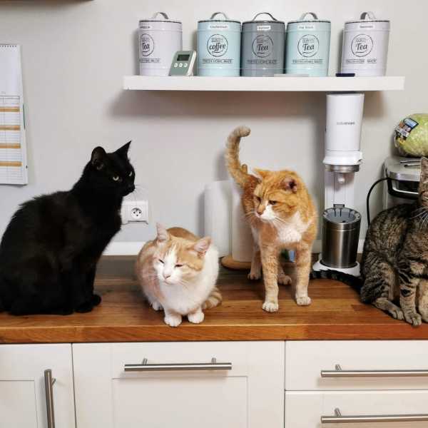 Cattime - What’s Your Take On Letting Your Cat On The Kitchen Countertops?