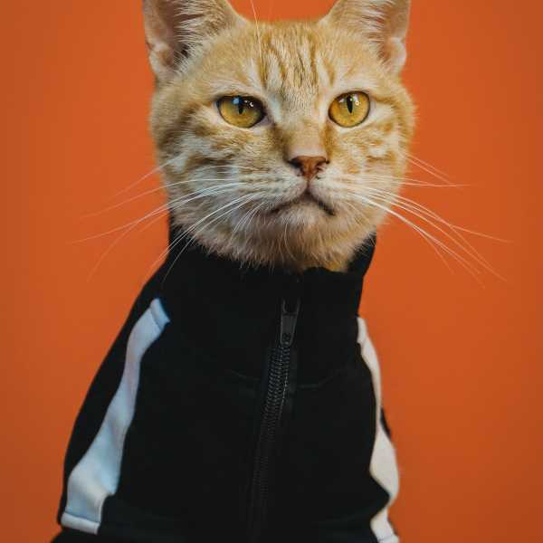 Cattime - Safety Tips For National Dress Up Your Pet Day On January 14th
