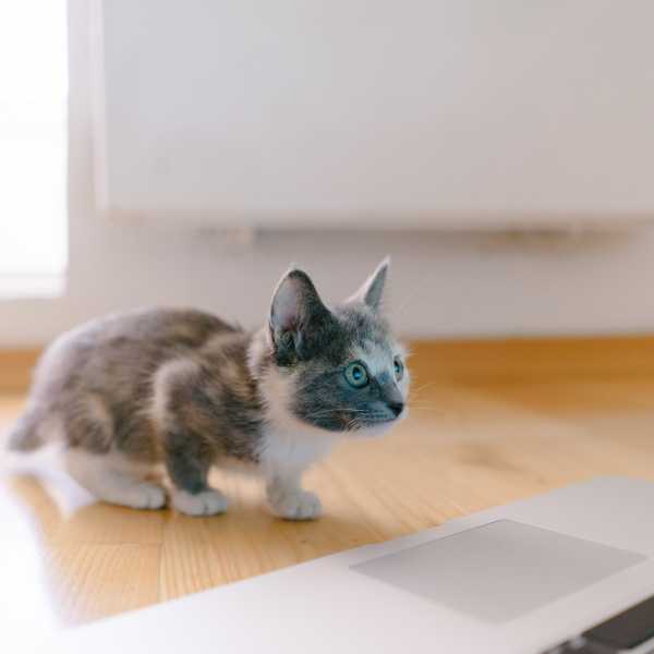 Katzenworld - Pet Perfectionists: Pet Owners Reveal Their Top Searches