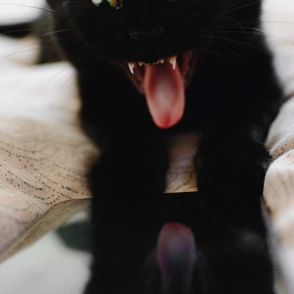 Cattime - The Most Common Causes Of Aggression In Cats