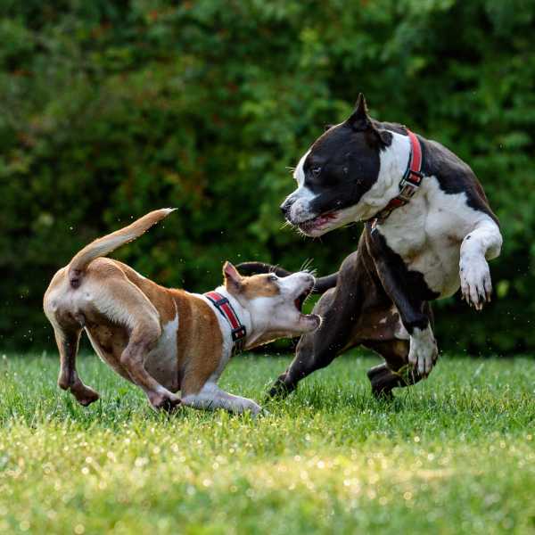 PetsRadar - How to tackle dog aggression: 5 dog behaviour problems solved