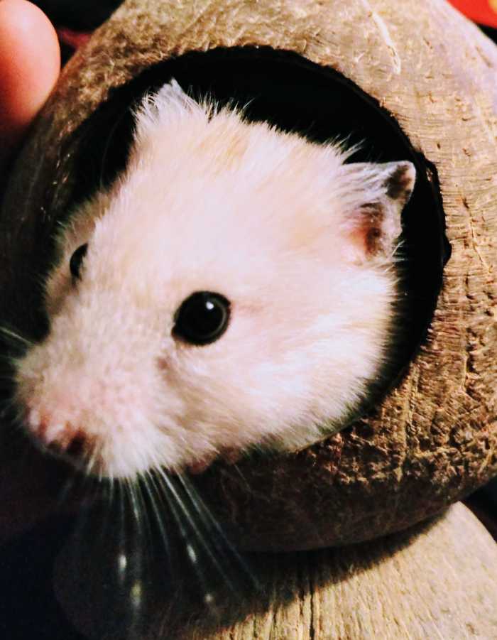 Griffith the hamster