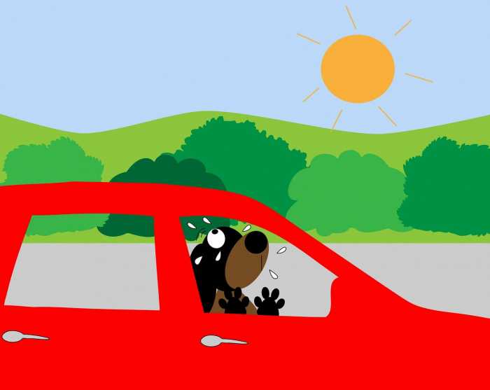 Dog in Car - Pixabay