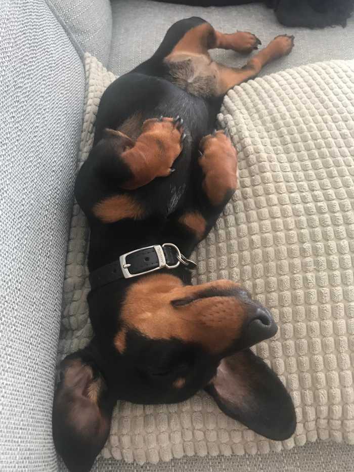 Winnie having a little nap