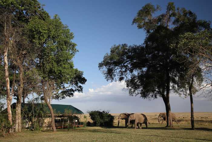Africa Travel - 3 Elephants