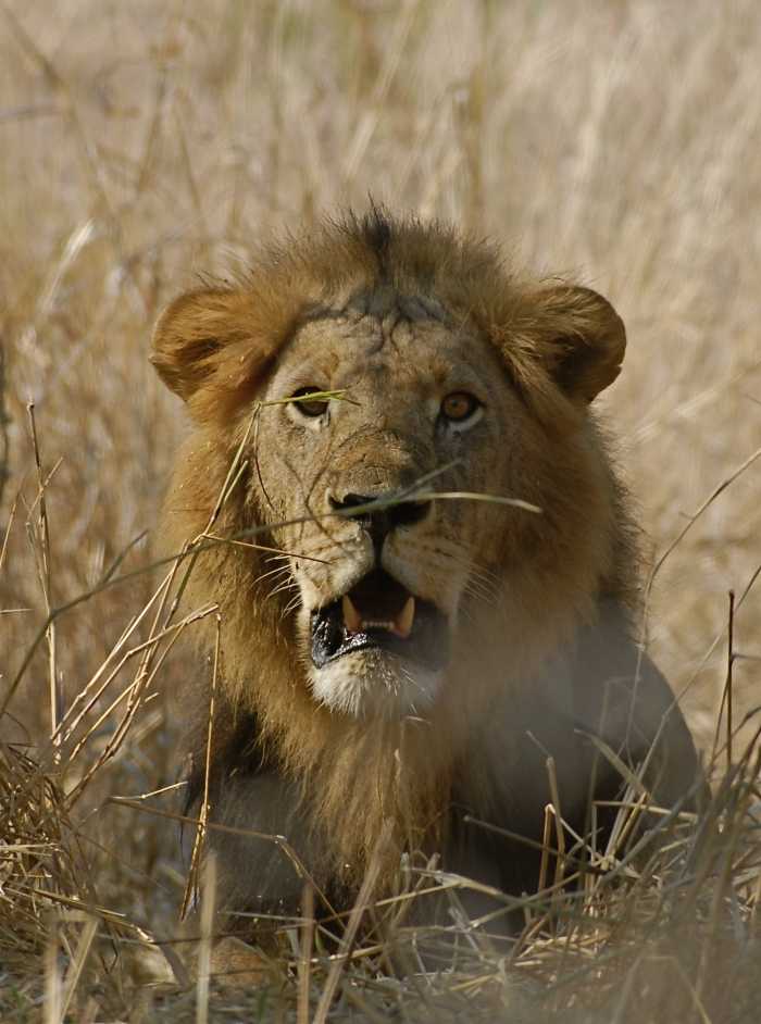 Africa Travel - Lion