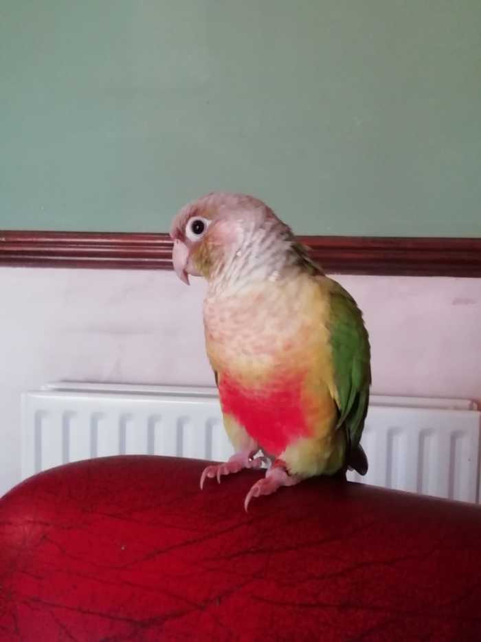 Max the parrot