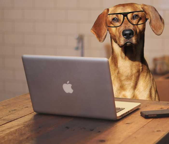 Pixabay - Office Dog