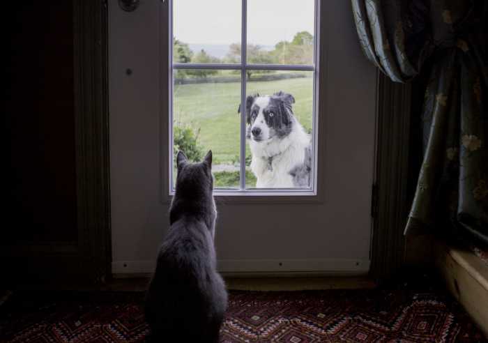 Border Collie and Cat