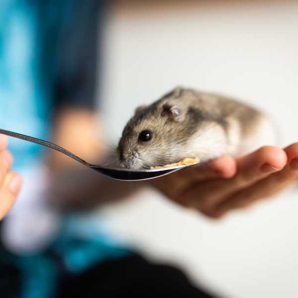 PetsRadar - 8 common hamster illnesses