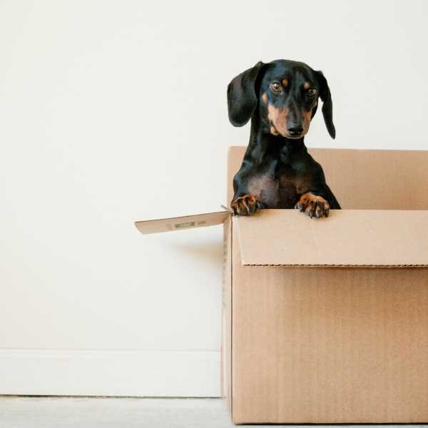 Getting your dog used to your new home