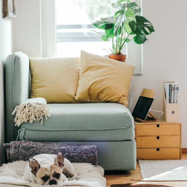 Creating a Pet-Friendly Environment in Your New Home