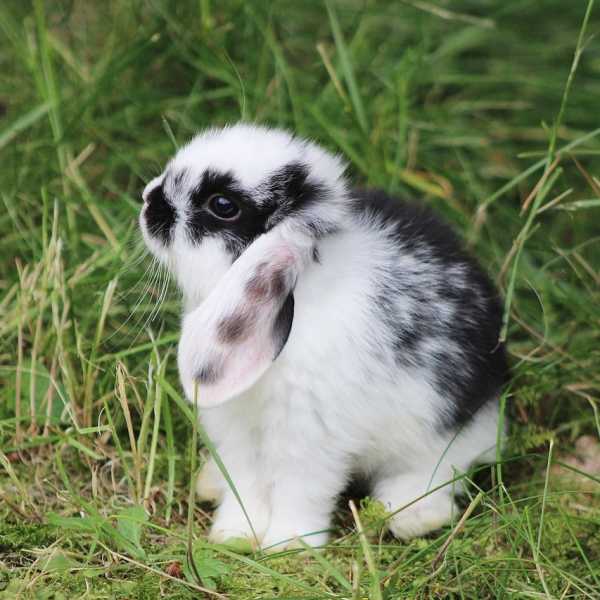 Rabbit Welfare Association & Fund - Recommended Rabbit-Friendly Vets