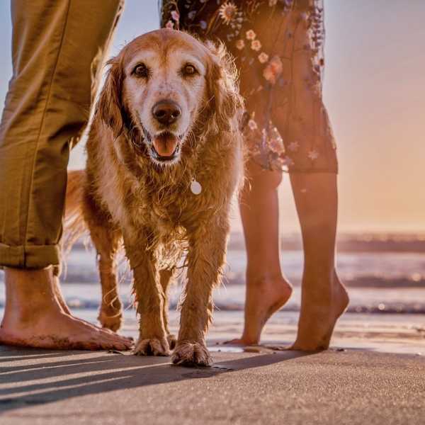 Retirement reimagined: Tim and Rosey's home and pet sitting adventures.