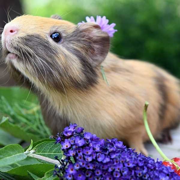 Green Matters - Guinea Pigs May Love Celery, but Is It Safe for Them to Eat?