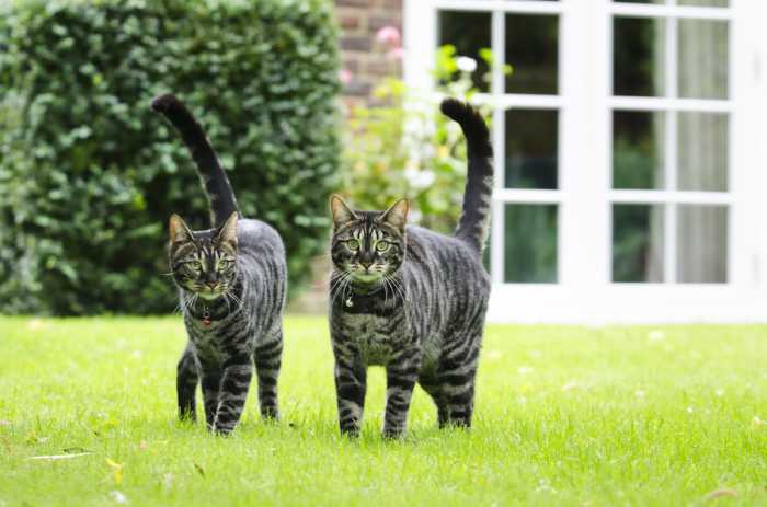 Bengal cats - Sprite and Scamp
