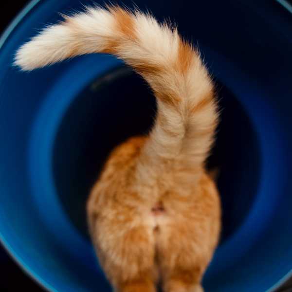 CatTime - Stud Tail In Cats: Symptoms, Causes, & Treatments