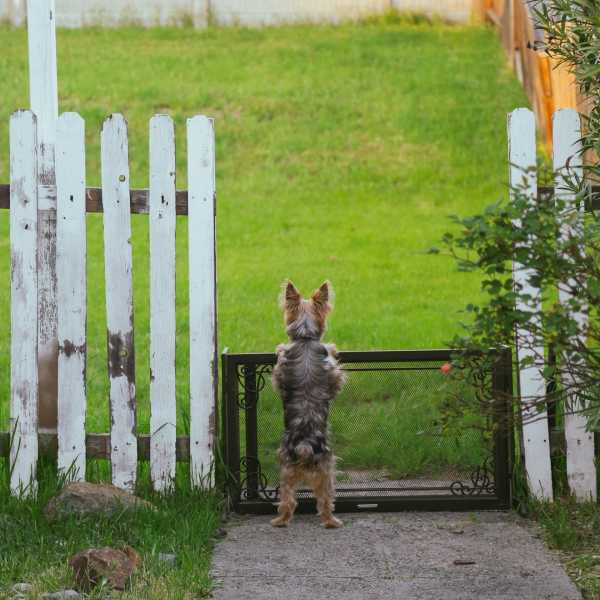 DogTime - Everything You Need To Know About Dog Gates And Barriers