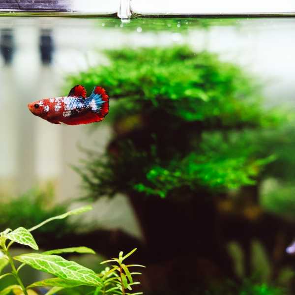 PetsRadar - How to care for a betta fish