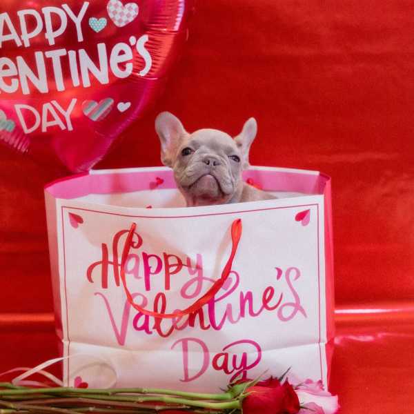Dogtime - Tips To Keep Your Pet Safe This Valentine’s Day