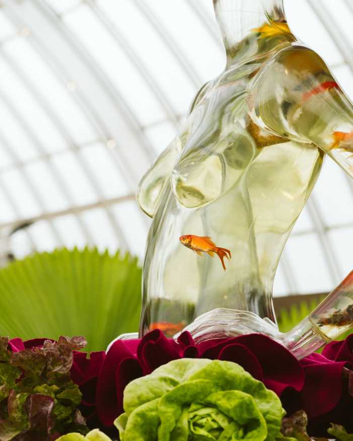 The Goldfish Tank - How Long Do Goldfish Live? 7 Ways to Help Them