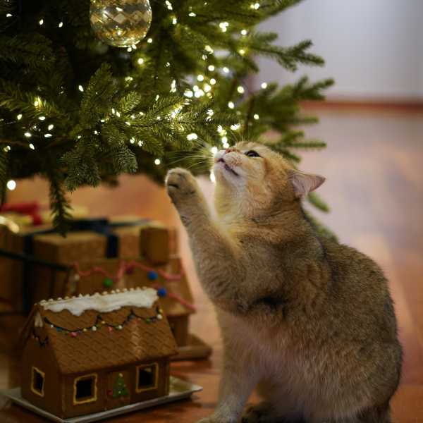 Katzenworld - 10 Tips for Keeping Your Cat Safe at Christmas