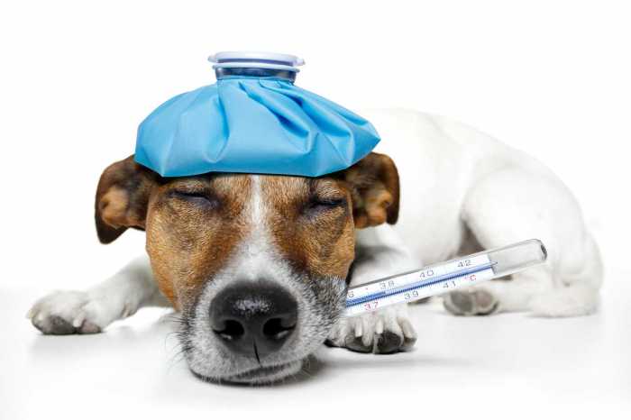 Pet care and first aid for pet sitting service